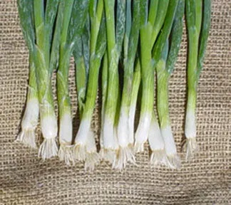 Tokyo Long White Bunching Onion