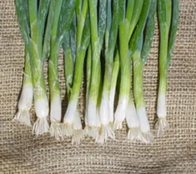 Tokyo Long White Bunching Onion